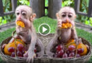 Saving Life Poor baby monkey who eat too much can not control himself