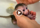 ✨: The First Bath for Tiny baby monkey That Left Him Trembling