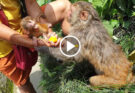 Helping monkey and feeding mango