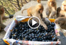 This is how monkeys eat black grapes || feeding black grapes and banana to hungry monkeys